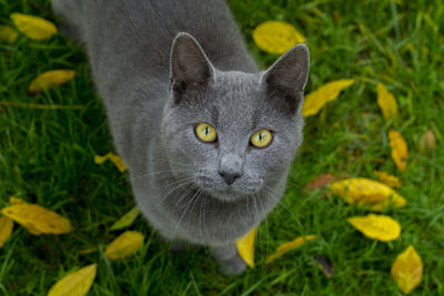 Portrait of cat on field