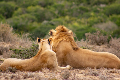 Lions relaxing on land