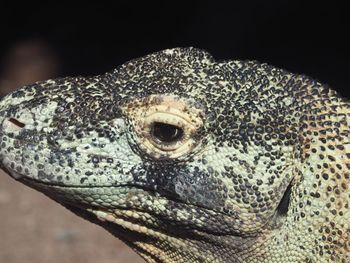 Close up of a reptile