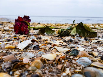 Close-up of pebbles on beach