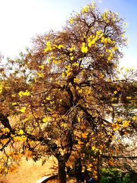 Tree against sky