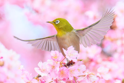 Close-up of bird perching on flower