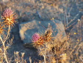 Close-up of wilted thistle flowers on field