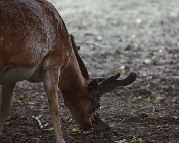 Deer standing on field