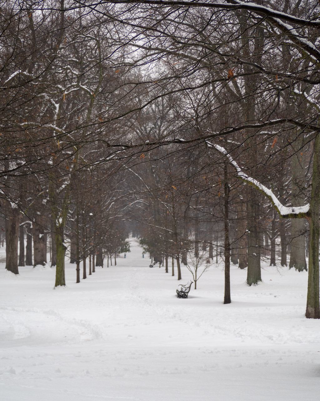 BARE TREES ON SNOW COVERED LAND DURING WINTER