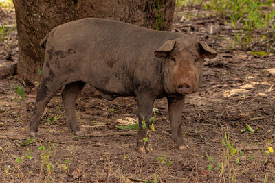 Close-up of pig on field