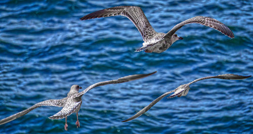 Seagulls flying in a bird