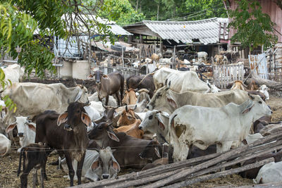 Cows on field