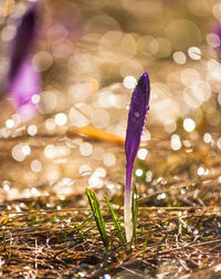 Close-up of purple crocus flowers on land