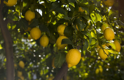 Ripe backlight lemons hanging on the branch