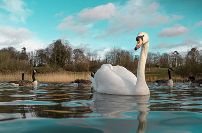 Swans swimming in lake against sky