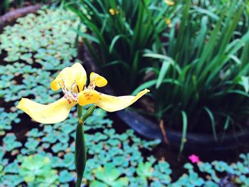 Close-up of yellow flowering plant