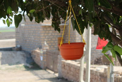 Close-up of potted plant against wall in yard