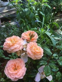 Close-up of flowers blooming outdoors