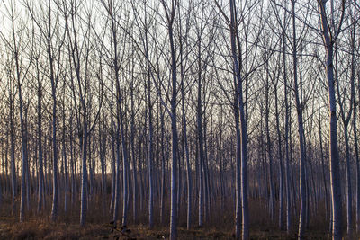 Bare trees in forest against sky