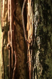 Close-up of tree trunk in forest