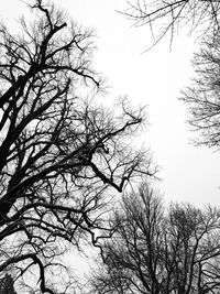 Low angle view of bare tree against clear sky