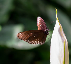 Close-up of butterfly pollinating on flower