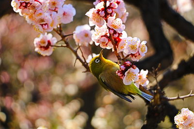 Close-up of ume blossoms and white eye in early spring