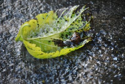 High angle view of a snail on a lief