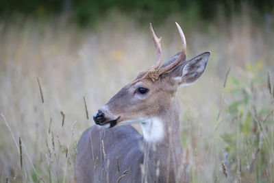 Deer in a field