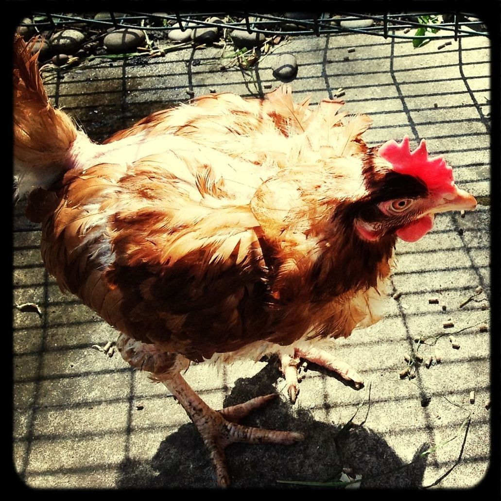 transfer print, animal themes, auto post production filter, domestic animals, one animal, livestock, close-up, sunlight, red, chicken - bird, outdoors, day, no people, high angle view, field, mammal, brown, nature, ground, dry