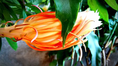 Close-up of orange day lily blooming outdoors