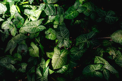 Full frame shot of fresh green leaves