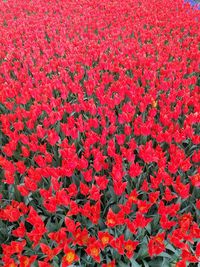 Full frame shot of red flowers blooming on field