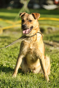 Portrait of dog on field