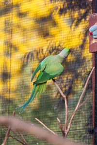 Close-up of parrot perching on fence