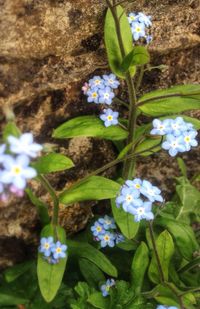 Close-up of flowers blooming outdoors