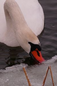 Close-up of swan swimming on lake
