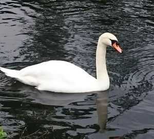 Swan in water