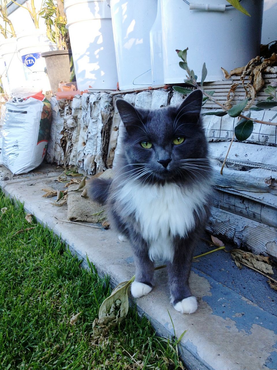 domestic cat, cat, one animal, pets, feline, animal themes, domestic animals, portrait, mammal, looking at camera, sitting, whisker, relaxation, staring, front view, wall - building feature, outdoors, alertness, no people