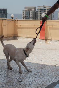 White labrador dog is playing with rope stock photo