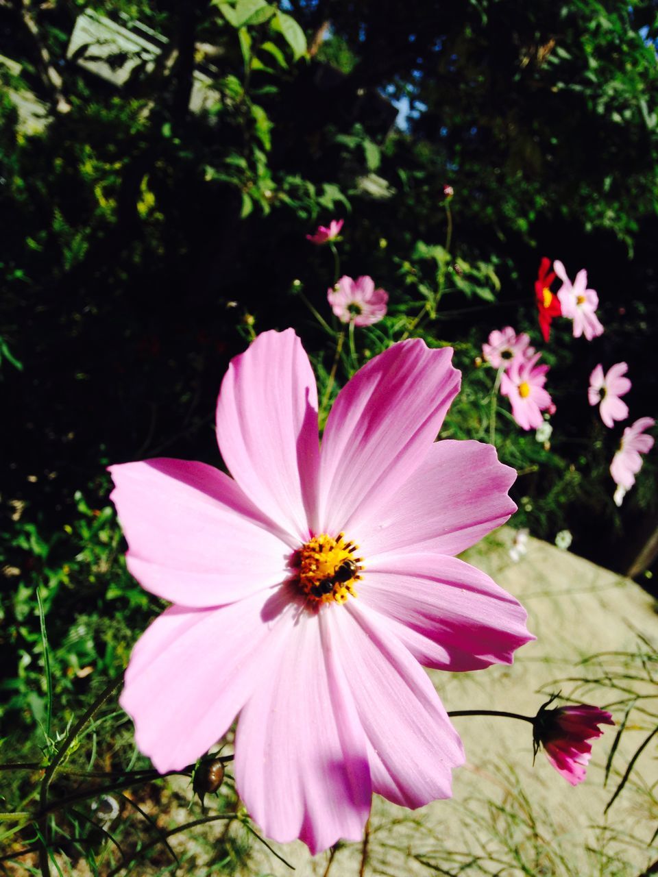 flower, petal, freshness, flower head, fragility, pink color, growth, beauty in nature, blooming, pollen, nature, close-up, stamen, single flower, plant, focus on foreground, in bloom, pink, blossom, leaf