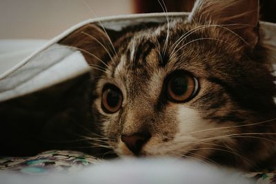 Close-up portrait of a cat