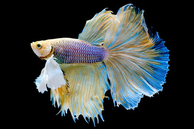 Close-up of fish swimming in sea