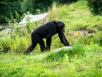 Chimpanzee in the wild