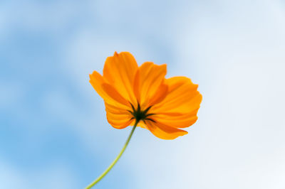 Close-up of yellow cosmos flower blooming against sky