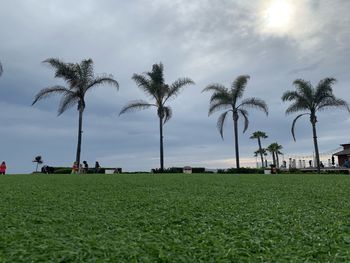 Scenic view of palm trees on field against sky