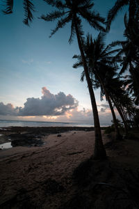 Silhouette palm trees on beach against sky during sunset