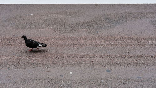 Bird perching on wall