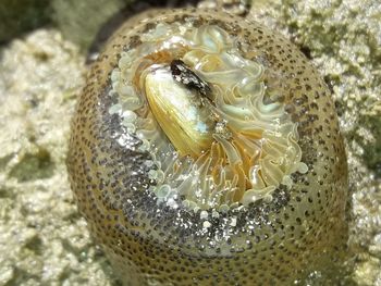 High angle view of shells in sea