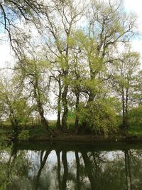 Reflection of trees in lake against sky