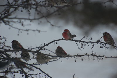 Low angle view of birds perching on tree