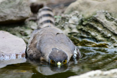 Close-up of duck