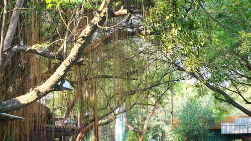 Trees in park