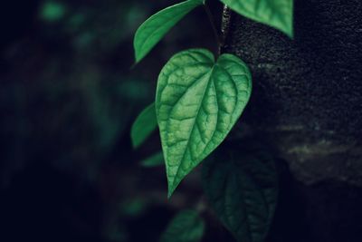 Close-up of fresh green leaves